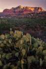 USA, Arizona. Cacti in desert and mountain landscape. Art Print